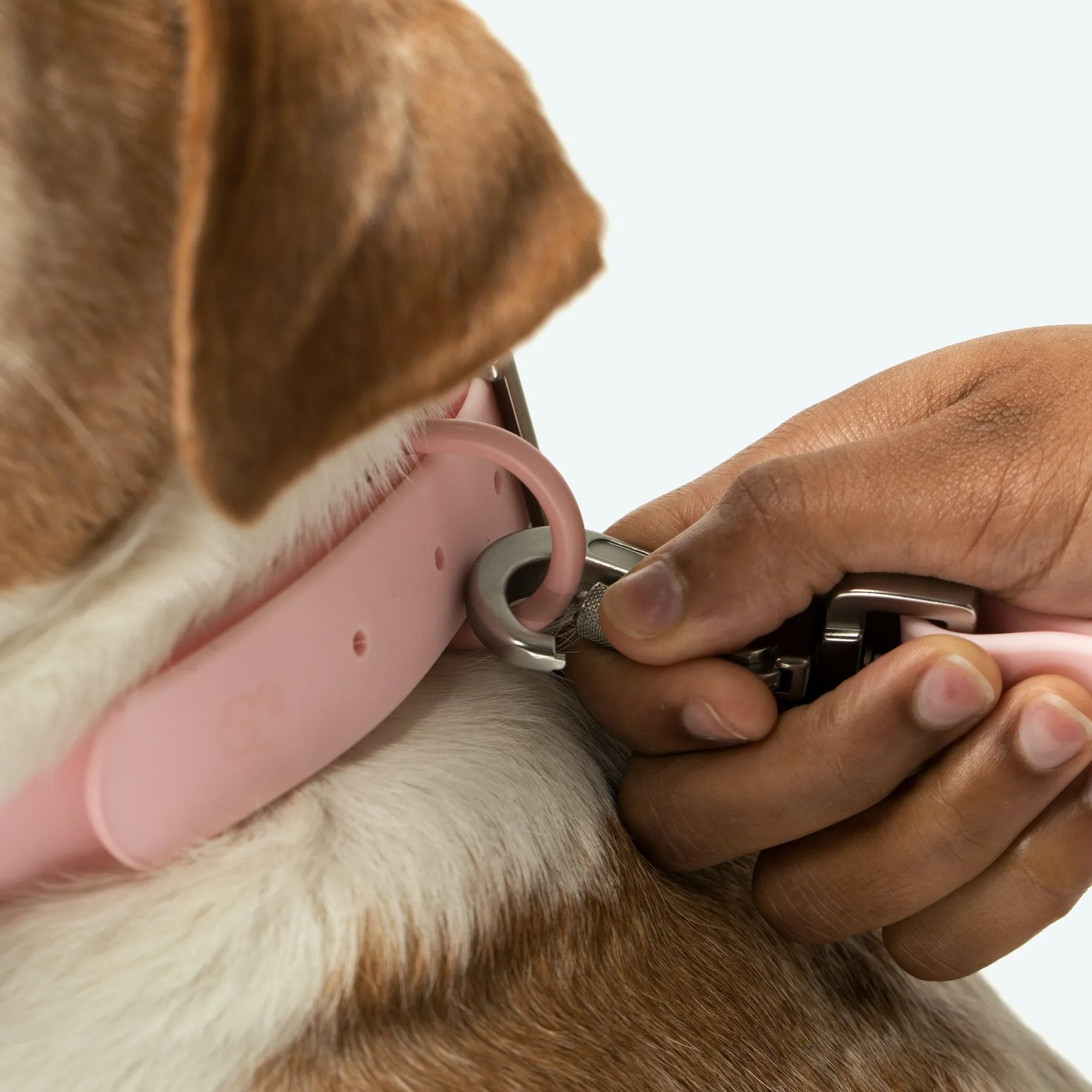 Rosewater Waterproof PVC Leash