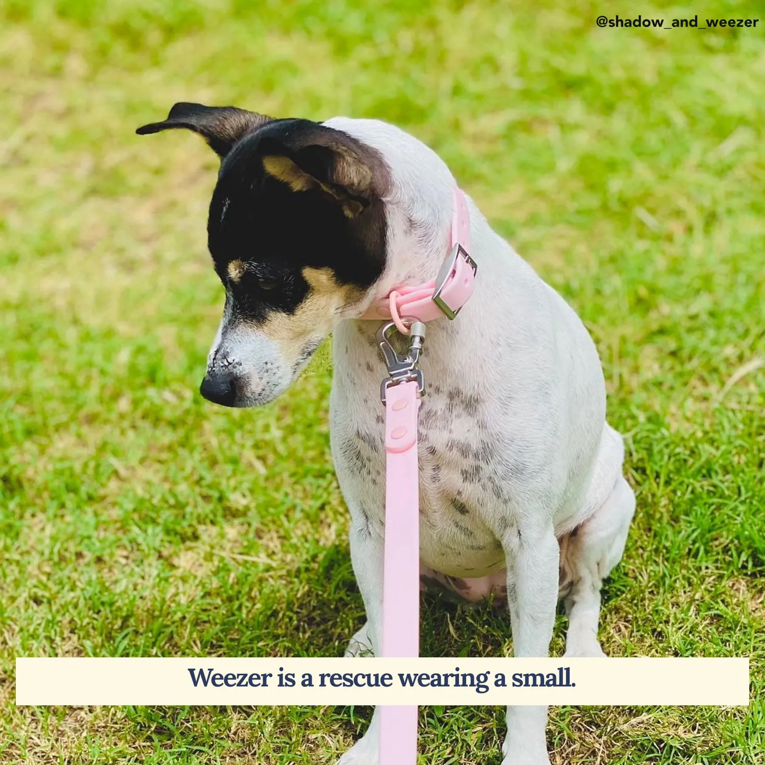 Rosewater Waterproof PVC Leash